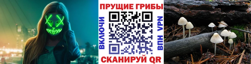 OMG tor  Находка  Галлюциногенные грибы мухоморы 